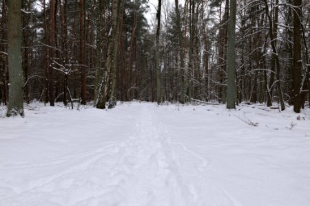 Northwest of the Spandauer Forst with snow 2021-02-09 03