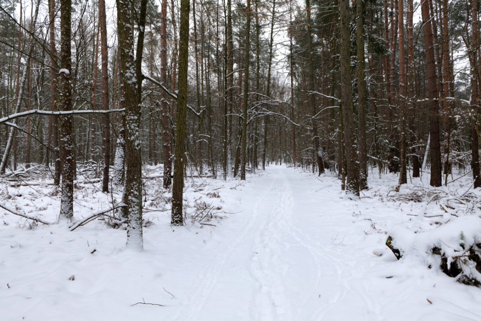Northwest of the Spandauer Forst with snow 2021-02-09 04