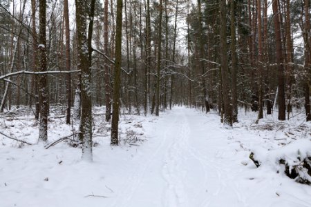 Northwest of the Spandauer Forst with snow 2021-02-09 04