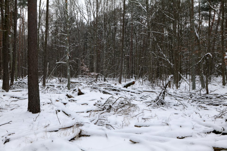 Northwest of the Spandauer Forst with snow 2021-02-09 01