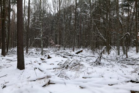 Northwest of the Spandauer Forst with snow 2021-02-09 01