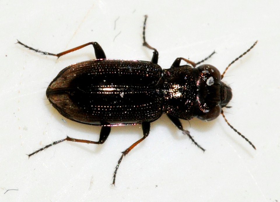 Notiophilus-biguttatus-07-fws