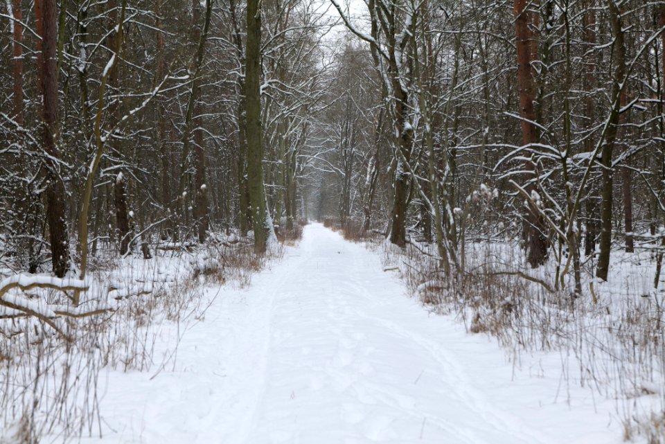 Northwest of the Spandauer Forst with snow 2021-02-09 10