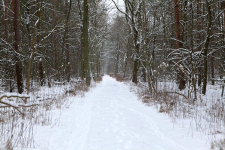 Northwest of the Spandauer Forst with snow 2021-02-09 10