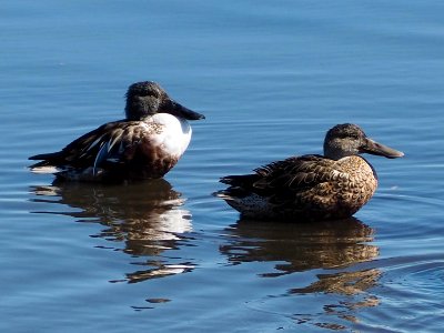 Northern shoveler male and female
