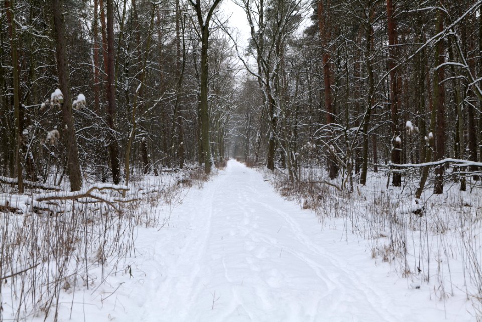 Northwest of the Spandauer Forst with snow 2021-02-09 12