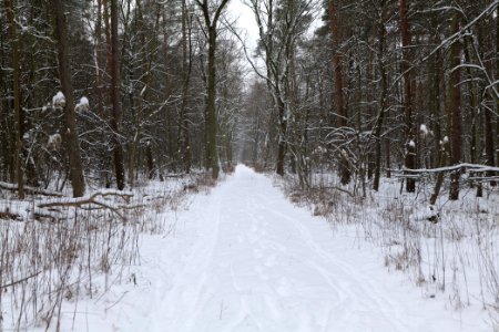 Northwest of the Spandauer Forst with snow 2021-02-09 12