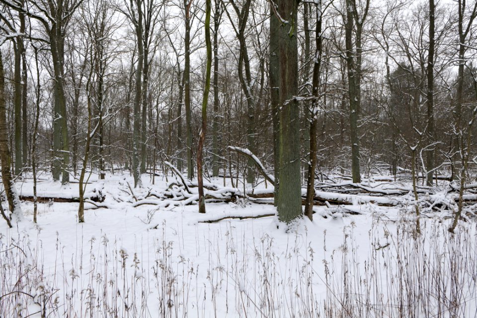 Northwest of the Spandauer Forst with snow 2021-02-09 17