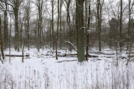 Northwest of the Spandauer Forst with snow 2021-02-09 17