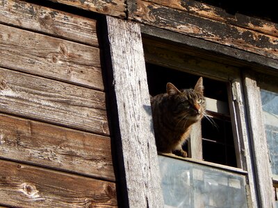 Summer tiger cat mieze