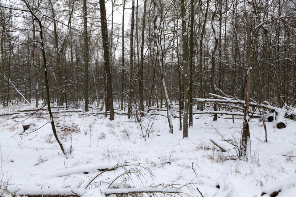 Northwest of the Spandauer Forst with snow 2021-02-09 13