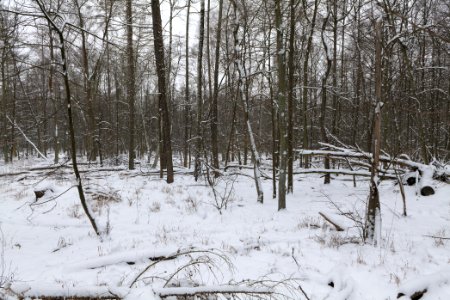 Northwest of the Spandauer Forst with snow 2021-02-09 13