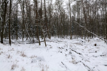 Northwest of the Spandauer Forst with snow 2021-02-09 14