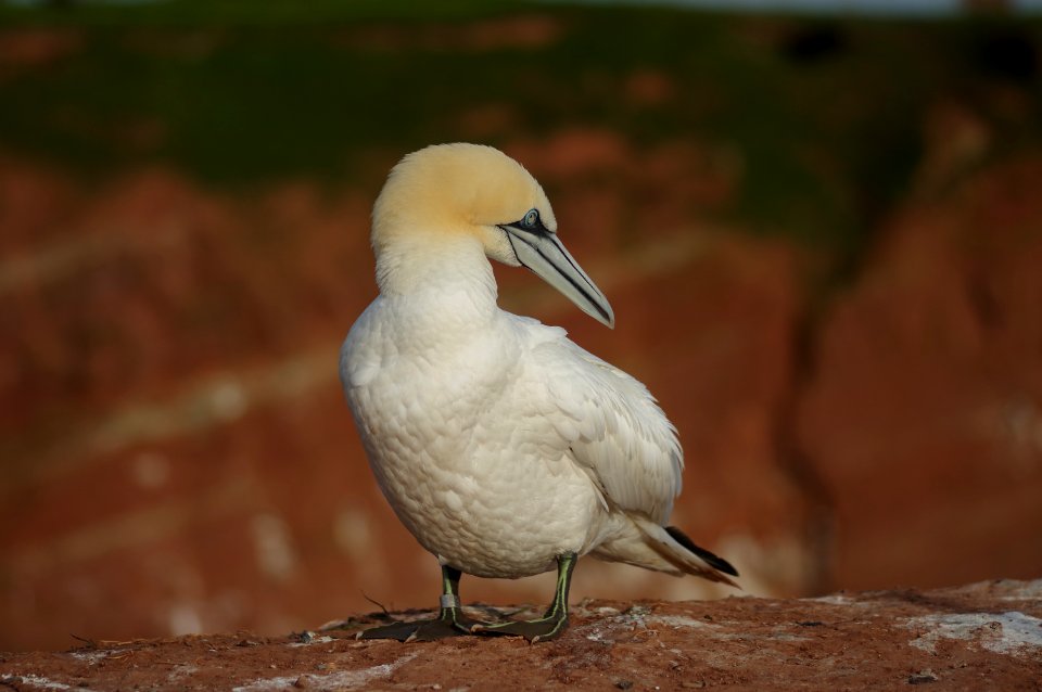 Northern gannet (Morus bassanus) at Heligoland