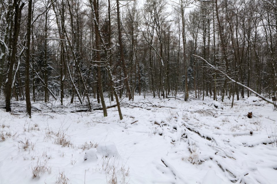 Northwest of the Spandauer Forst with snow 2021-02-09 15