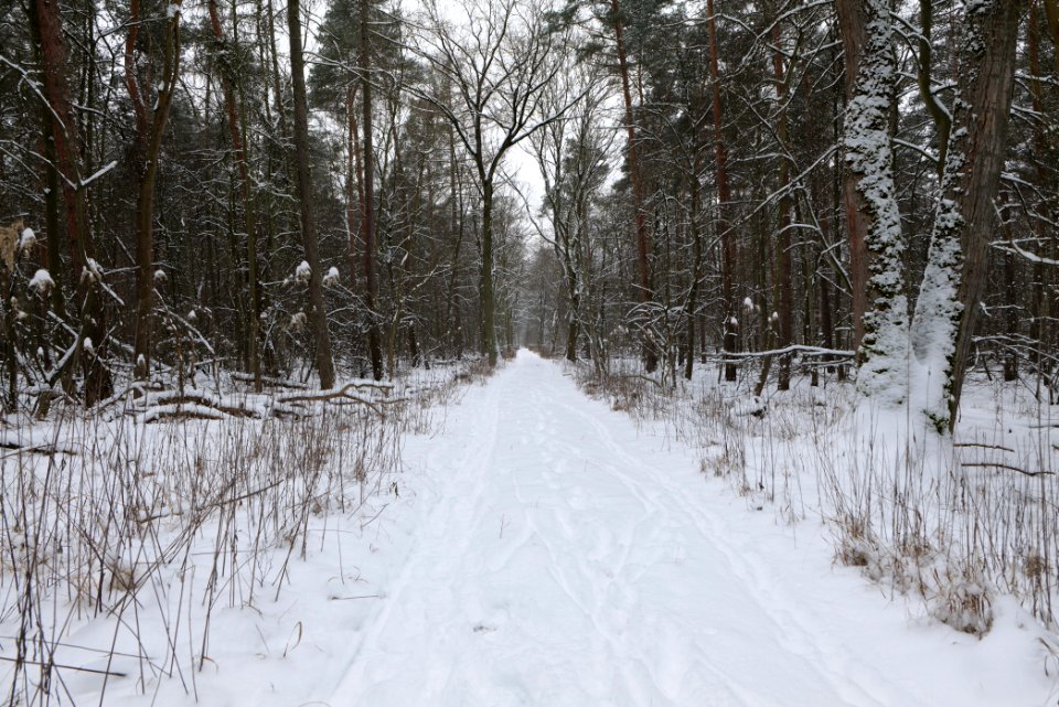 Northwest of the Spandauer Forst with snow 2021-02-09 11