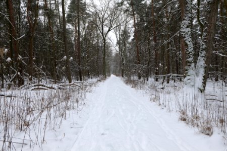 Northwest of the Spandauer Forst with snow 2021-02-09 11