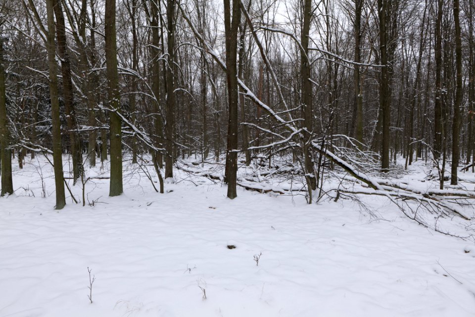 Northwest of the Spandauer Forst with snow 2021-02-09 25