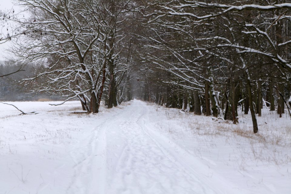 Northwest of the Spandauer Forst with snow 2021-02-09 28