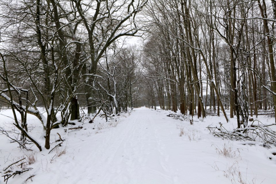 Northwest of the Spandauer Forst with snow 2021-02-09 27