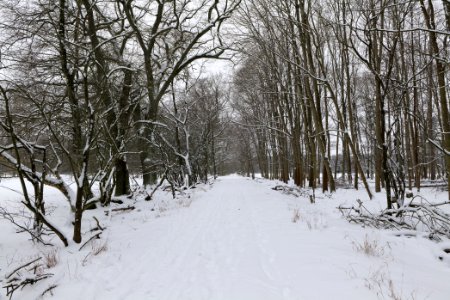Northwest of the Spandauer Forst with snow 2021-02-09 27