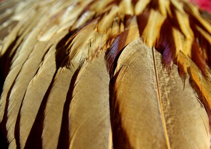 Feathers bird pheasant