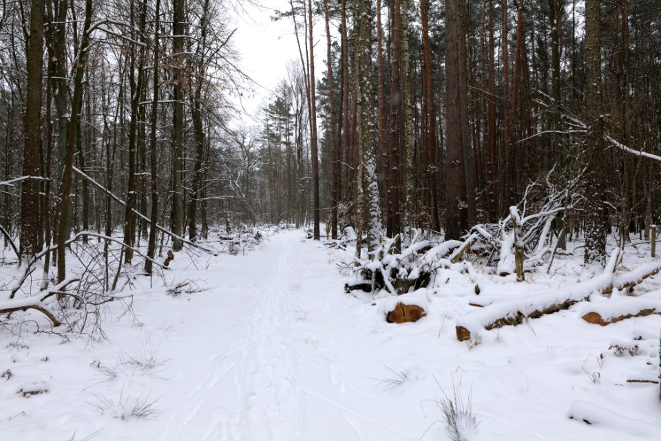 Northwest of the Spandauer Forst with snow 2021-02-09 02