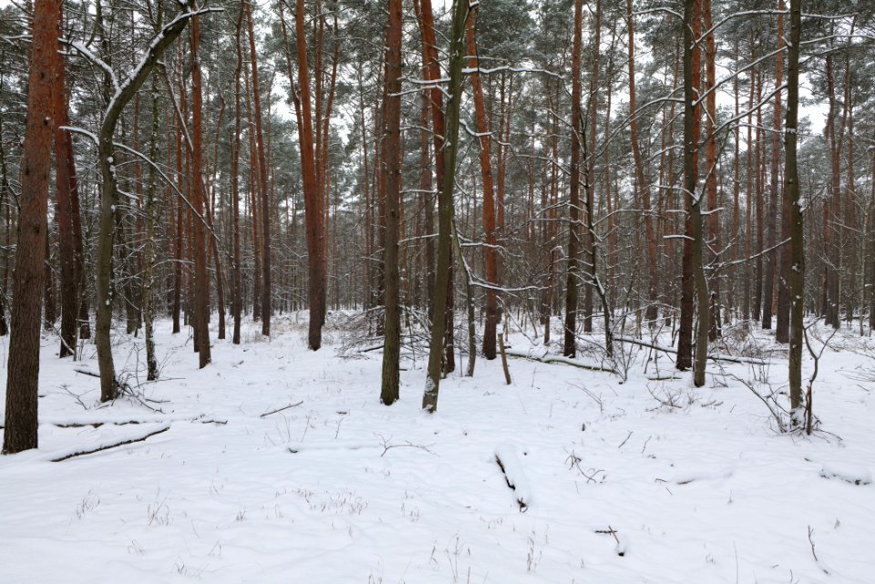 Northwest of the Spandauer Forst with snow 2021-02-09 08