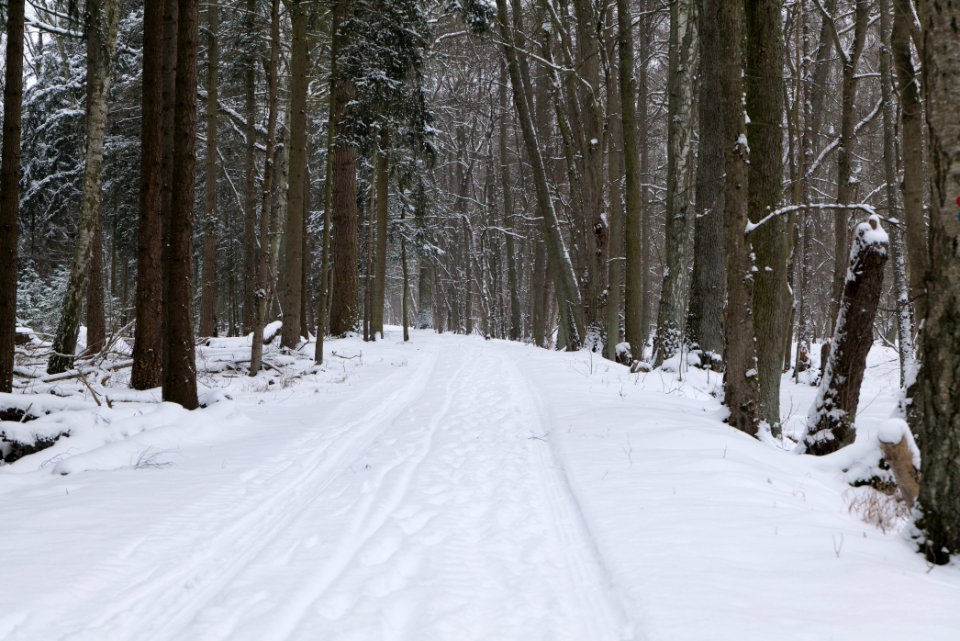 Northwest of the Spandauer Forst with snow 2021-02-09 22