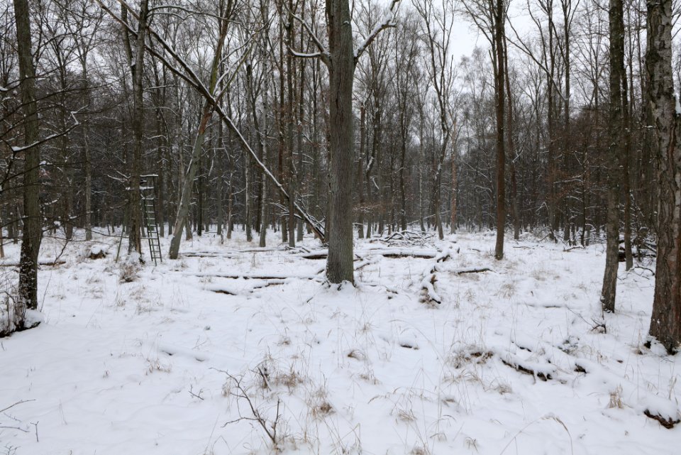 Northwest of the Spandauer Forst with snow 2021-02-09 19