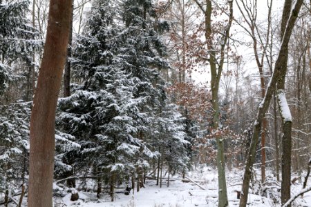 Northwest of the Spandauer Forst with snow 2021-02-09 16