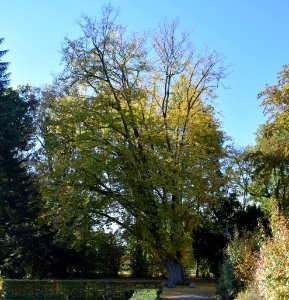 Nordborchen - Hainbuche am Mallinckrodthof im Oktober