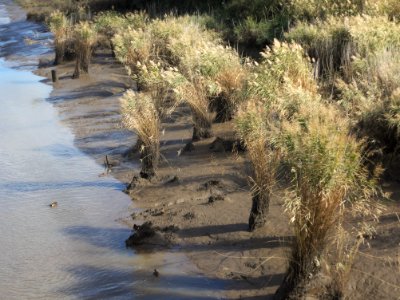 North Esk River silt, grass 20190425-005