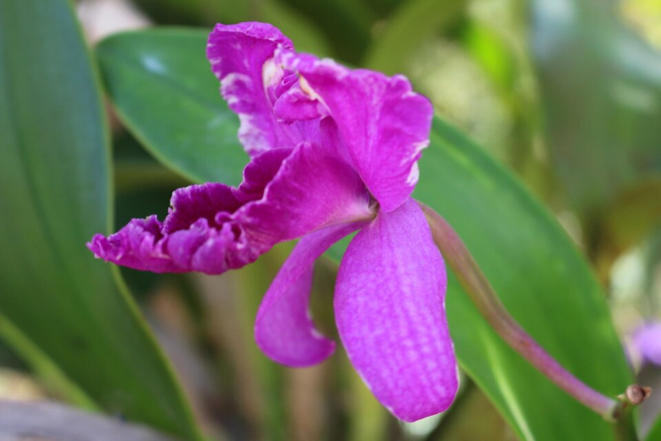 Flower orchids purple flowers