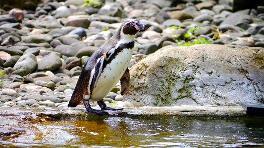 Swim zoo meeresbewohner