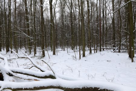 Northwest of the Spandauer Forst with snow 2021-02-09 24