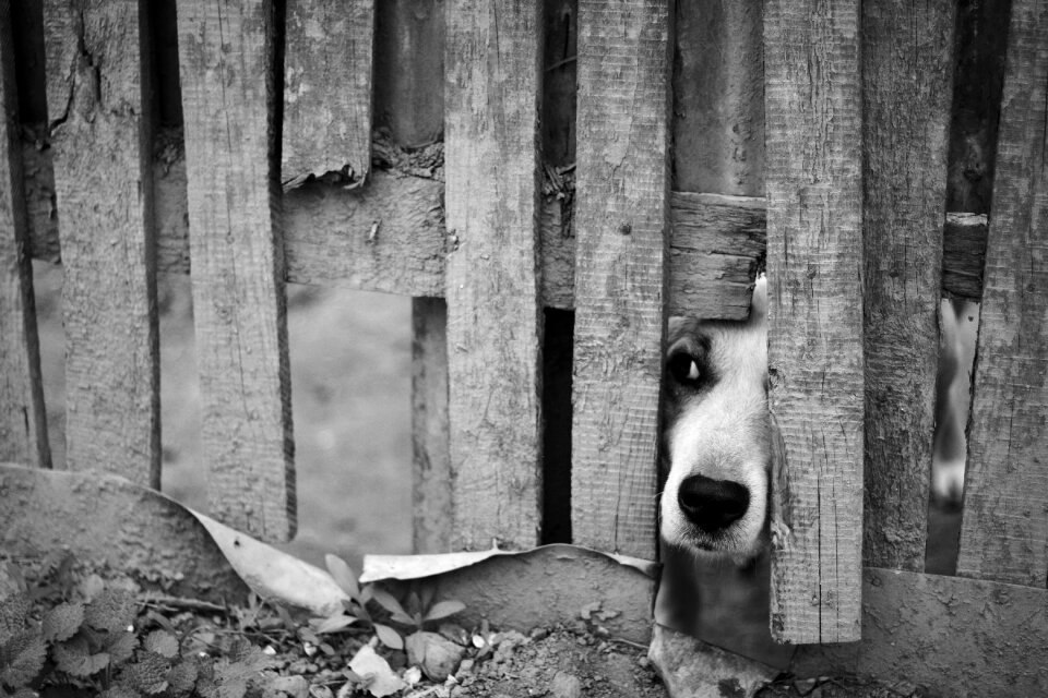 Cute muzzle curious
