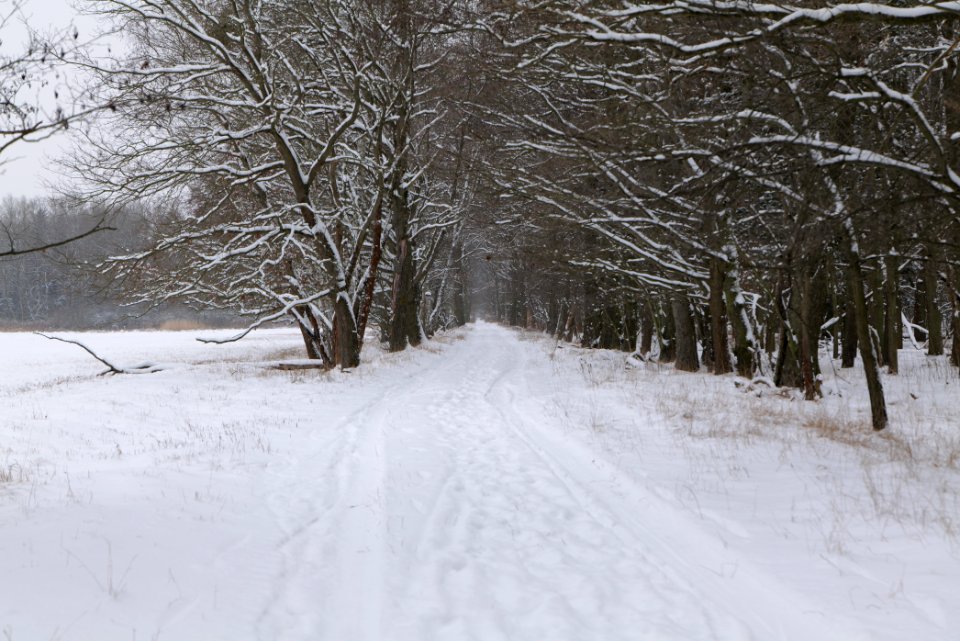 Northwest of the Spandauer Forst with snow 2021-02-09 29