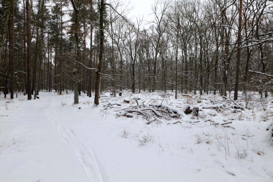 Northwest of the Spandauer Forst with snow 2021-02-09 05