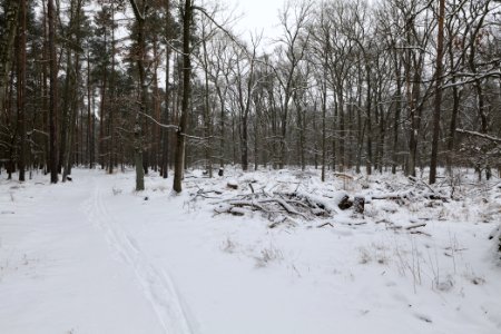 Northwest of the Spandauer Forst with snow 2021-02-09 05