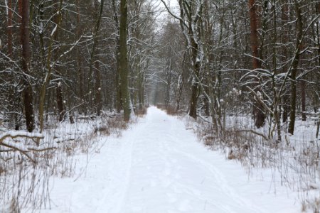 Northwest of the Spandauer Forst with snow 2021-02-09 09