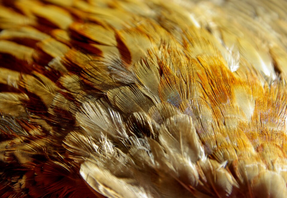 Feathers bird pheasant