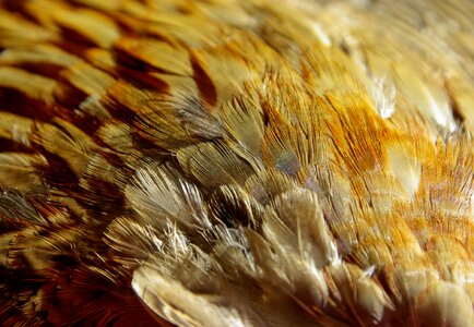Feathers bird pheasant
