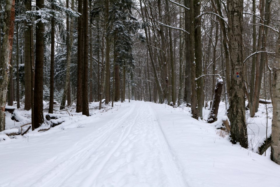 Northwest of the Spandauer Forst with snow 2021-02-09 23