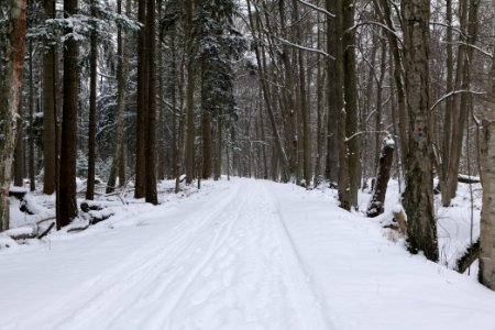 Northwest of the Spandauer Forst with snow 2021-02-09 23