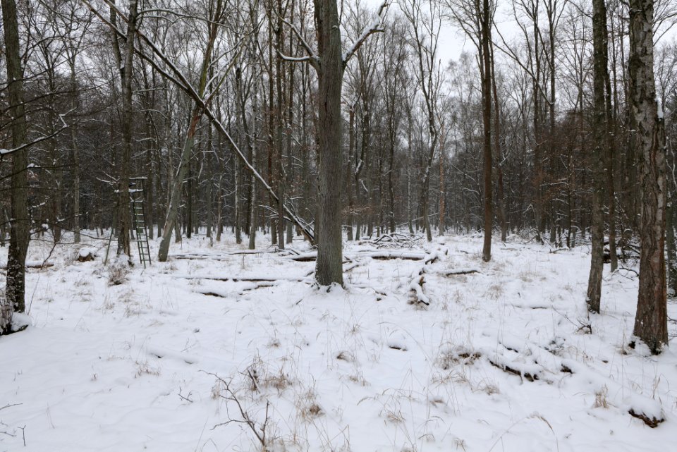 Northwest of the Spandauer Forst with snow 2021-02-09 18