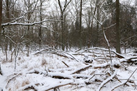 Northwest of the Spandauer Forst with snow 2021-02-09 20