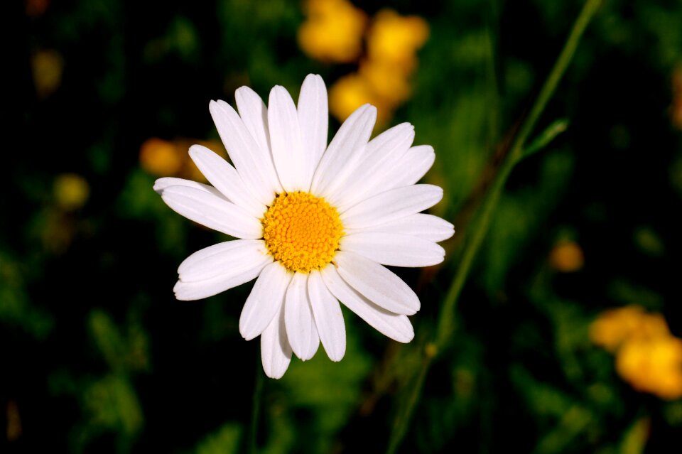 Blossom bloom meadow margerite