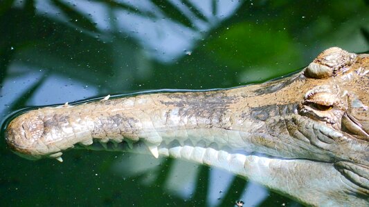 Predator archosauria india