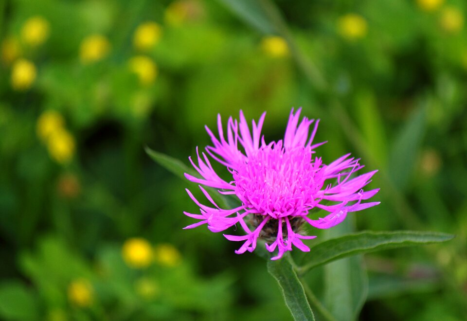 Flower spring meadow photo